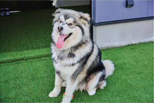 Fluffy Dog