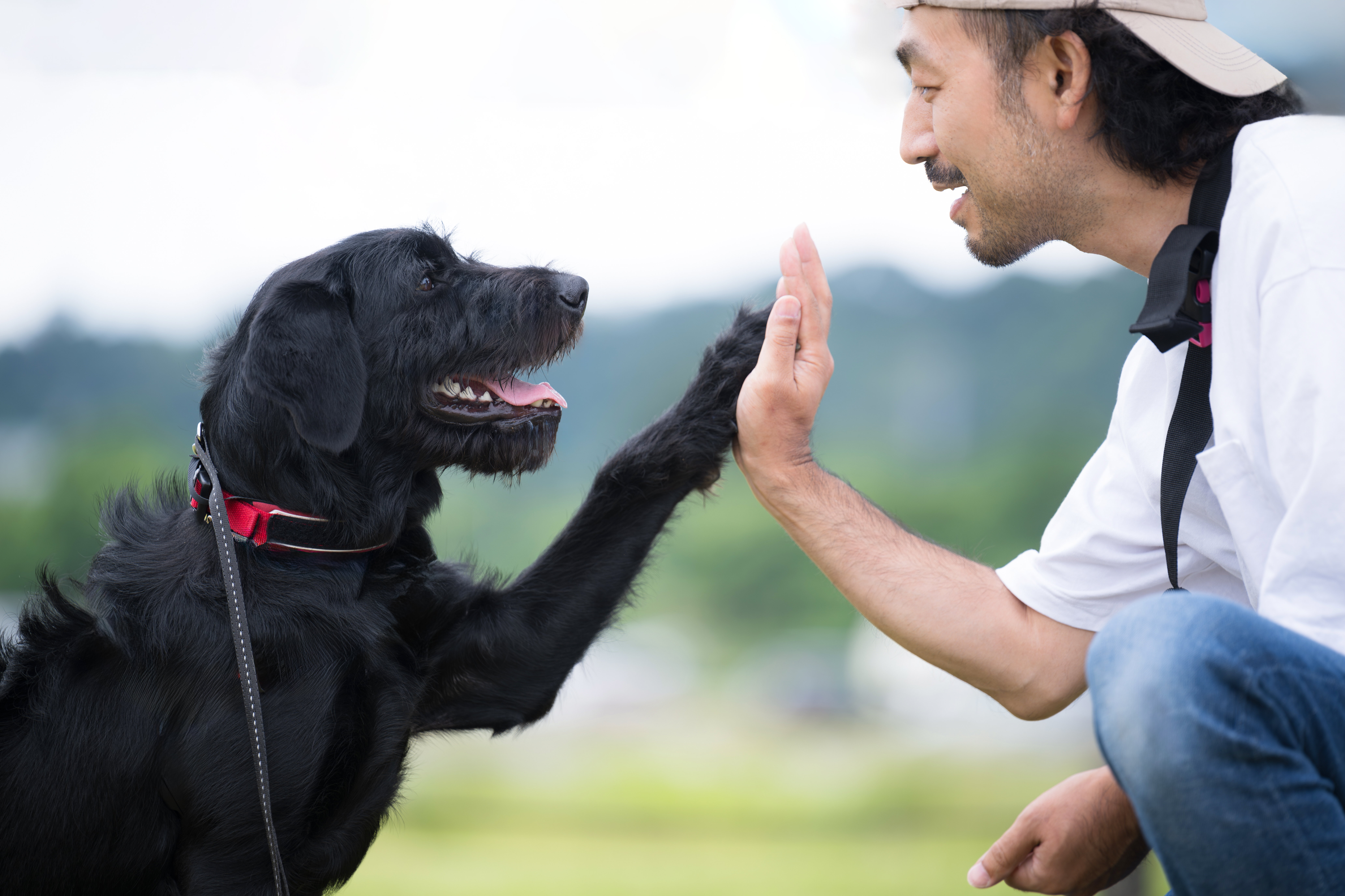 Man and dog high fiving