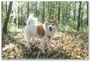 Small dog