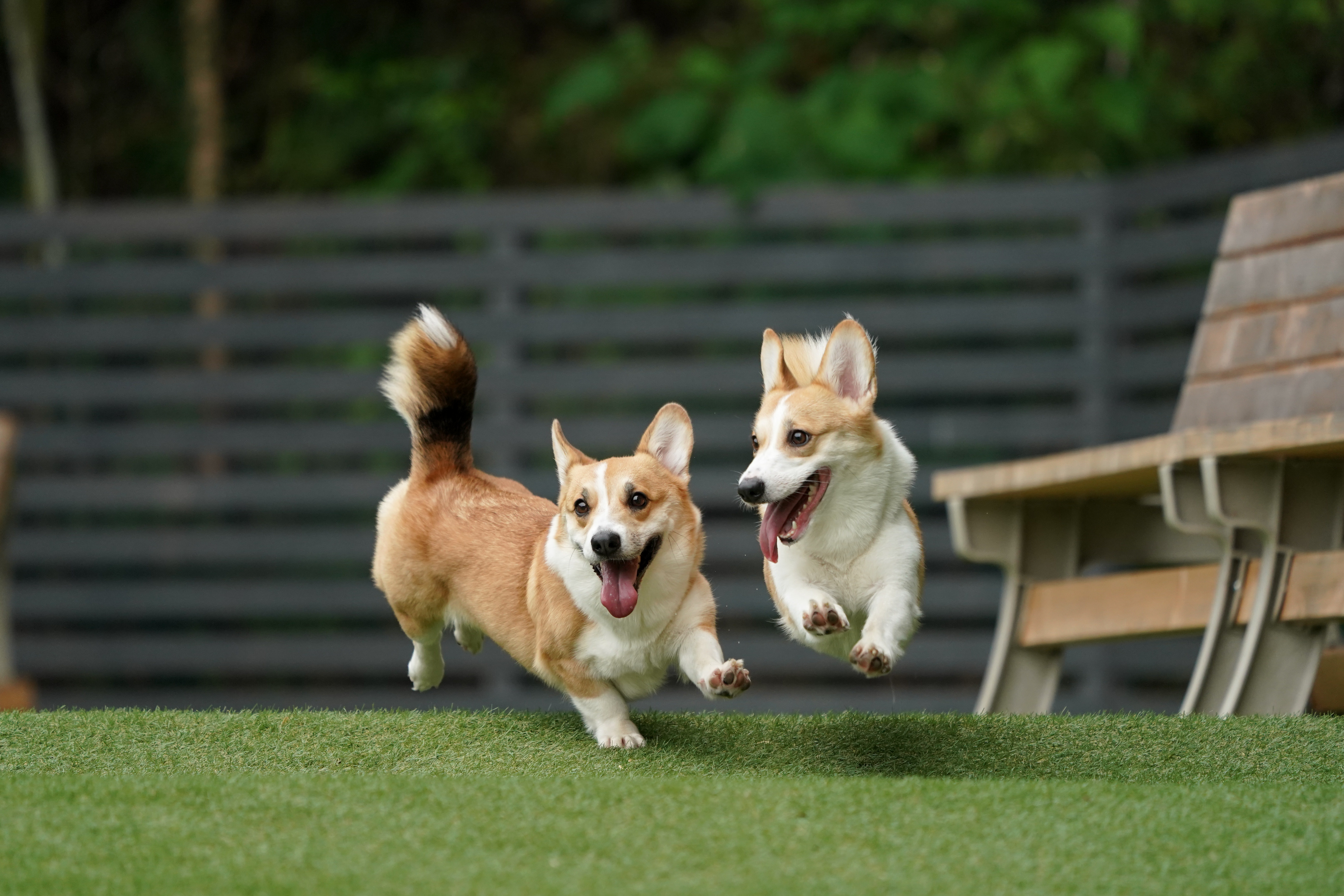 Corgi dogs running