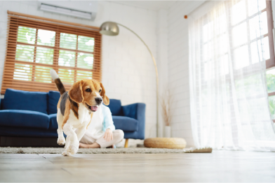 Dog running on floor